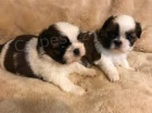 ڞasn� �t��ata Shih Tzu k dispozici.