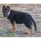 K dispozici �istokrevn� �t��ata n�meck�ho ov��ka.