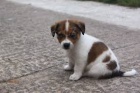 Roztomil� �t��ata Jack Russell na prodej �t��ata