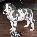 dob�e vycvi�en� �t��ata n�meck� dogy na prodej.