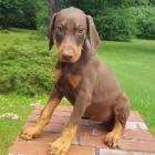 �t��ata dobrmana na prodej