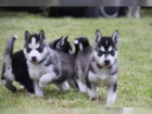 Sibi�sk� husky �t�n�tko - fenka