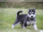 Sibi�sk� husky �t�n�tko - fenka