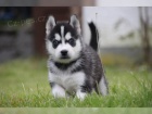 Sibi�sk� husky �t�n�tko - fenka