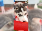 �istokrevn� husky, hol�i�ky a kluci