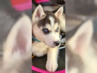 �istokrevn� husky, hol�i�ky a kluci