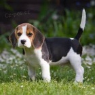 �t��ata beagle