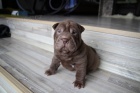 �arpej sharpei