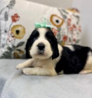 Prod�m rozko�n� �t��ata anglick�ho �pringr�pan�la