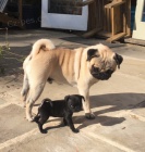 Prod�m kr�sn� a zdrav� �t��ata pejska a fenky mopse