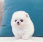 Volpino �t��ata- do dobr�ch domov�