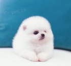 Volpino -�t��ata do dobr�ch domov�