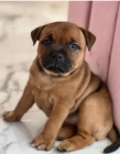 �t��ata Americky pitbulterir mu�i a �eny