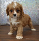 CAVAPOO mini �t���tka k adopci.