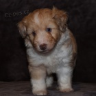 Prod�m �t��ata MINI Sheltidoodle.