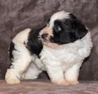 Prod�m �t��ata MINI Sheltidoodle.