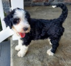 Prod�m �t��ata portugalsk�ho vodn�ho psa