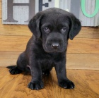 Prod�m zdrav� �t��ata labradora mini retr�vra.