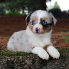 Prodej zdrav�ch a kr�sn�ch �t��at Australsk�ho ov��ka.