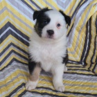 Prodej zdrav�ch a kr�sn�ch �t��at Australsk�ho ov��ka.