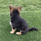 Prod�m ZDRAV� a O�KOVAN� �t��ata N�MECK�CH OSV�K�.