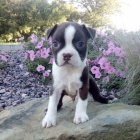 Prod�m �t��ata MINI Bostonsk�ho teri�ra