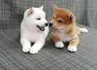 Prod�m roztomil� kr�sn� �t���tka mini Shiba Inu