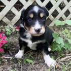 Prod�m kr�sn� a zdrav� �t���tka border kolie MINI