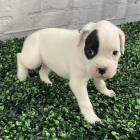 Kr�sn� n�meck� miniaturn� samec a samice Prod�m �t��ata boxera.