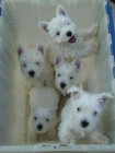 West Highland White Terriers mini mini kr�sn� a zdrav� �t���tka na prodej