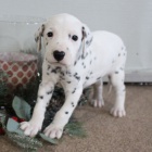 Prod�m kr�sn�, zdrav� a o�kovan� �t��ata dalmatin�