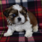 Prod�m �t��ata SHIH TZU MINI.