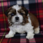 Prod�m �t��ata SHIH TZU MINI.