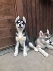 Prod�m o�kovan� �t��ata sibi�sk�ho huskyho.