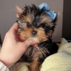 Prod�m roztomil� a kr�sn� mini �t���tka jork��rsk�ho teri�ra.