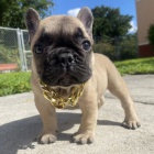 Prod�m �t��ata francouzsk�ho buldo�ka.