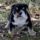 �t��ata anglick�ho buldoka k adopci.