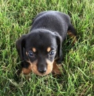 Jezev��k �teniatk�