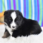 Australsk� ov��k s PP 