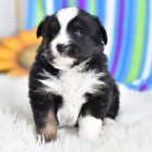 Australsk� ov��k s PP 