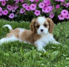 Kaval�r king charles �pan�l 