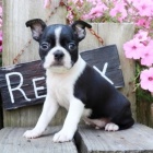 Bostonsk� teri�r k dispozici Boston Terrier 