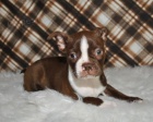 Bostonsk� teri�r k dispozici Boston Terrier 