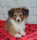 �eltie - sheltie