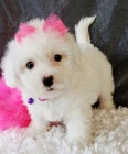 Bi�onek - Bichon Fris�