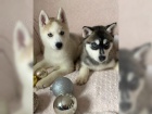 �t���tka husky (Chlapci a d�vky)