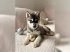 �t���tka husky (Chlapci a d�vky)