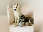 �t���tka husky (Chlapci a d�vky)