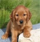 zlat� irsk� �t��ata k odb�ru