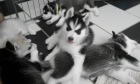 sibi�sk� husky s kr�sn�ma modr�ma o�ima k adopci.